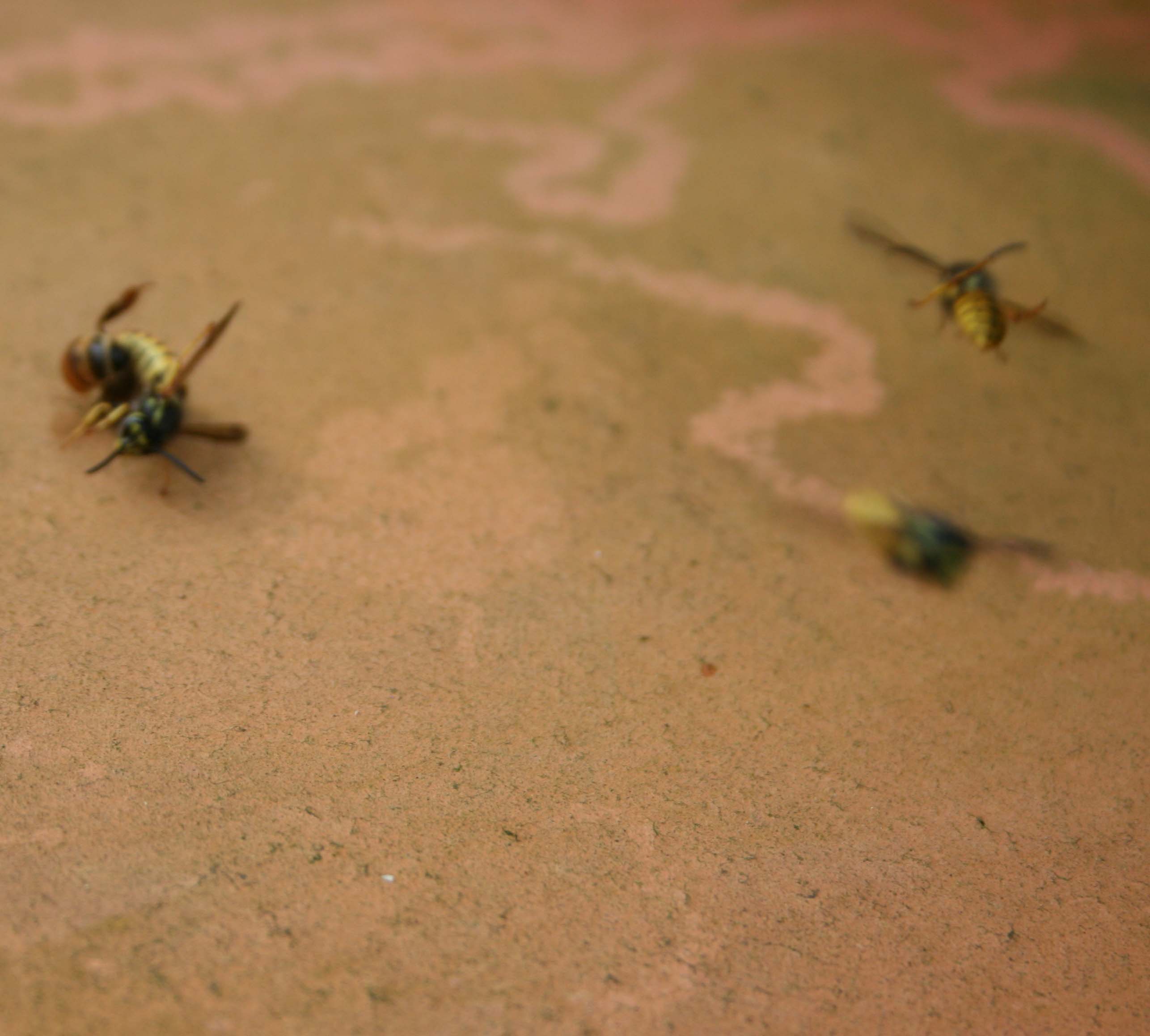 wasps-attacking-bees 020a.jpg